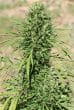 Morocco Beldia Kif Feminized by ACE Seeds