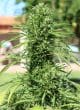 Morocco Beldia Kif Feminized by ACE Seeds