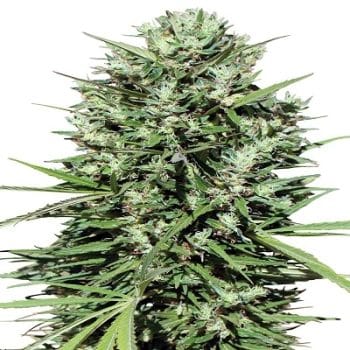 Morocco Beldia Kif grow shot