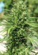 Morocco Beldia Kif Feminized by ACE Seeds (38)