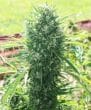 Morocco Beldia Kif Feminized by ACE Seeds (38)