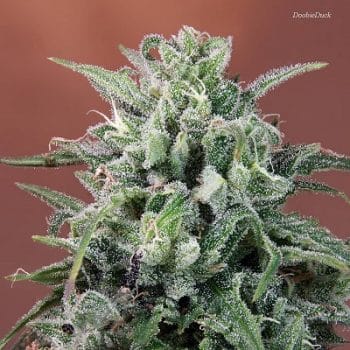 Nepal Annapurna Regular by ACE Seeds