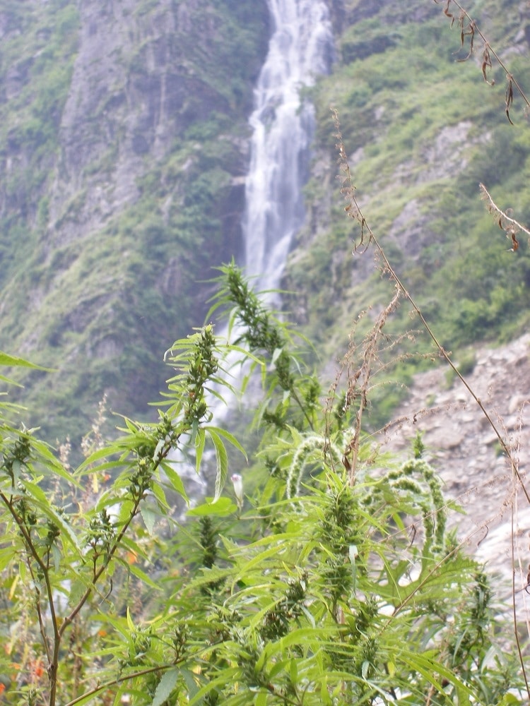 Nepal Annapurna Regular by ACE Seeds (4) Nepal Annapurna harvest detail