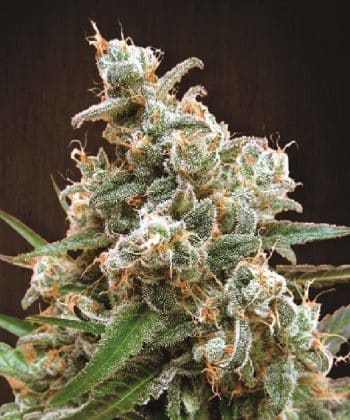 Nepalese Jam Feminized by ACE Seeds