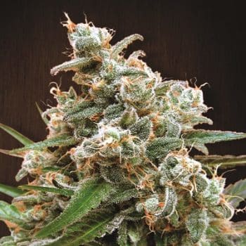 Nepal Jam Regular by ACE Seeds