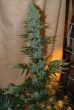 Nepal Jam Regular by ACE Seeds
