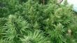 Nepal Jam Regular by ACE Seeds