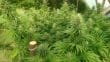 Nepal Jam Regular by ACE Seeds