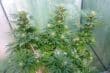 Nepal Jam Regular by ACE Seeds