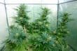 Nepal Jam Regular by ACE Seeds