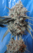 Nepal Jam x Kali China Feminized by ACE Seeds