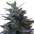 Nepal Mist Regular by ACE Seeds