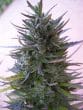 Nepal Mist Regular by ACE Seeds