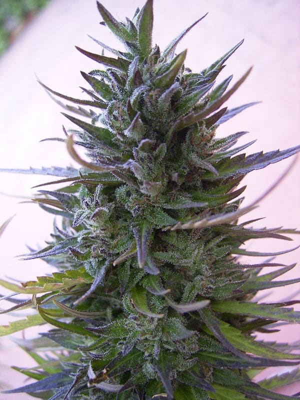 Nepal Mist Regular by ACE Seeds (2) Nepal Mist bud detail