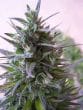 Nepal Mist Regular by ACE Seeds