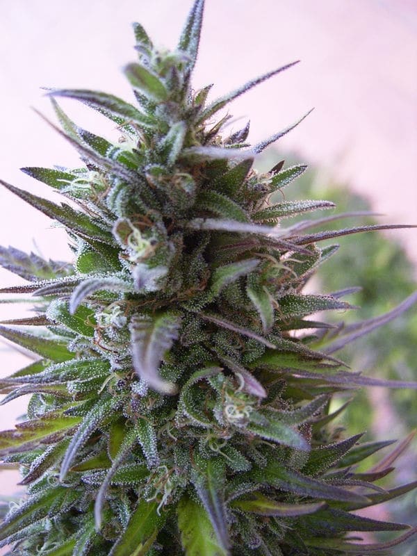 Nepal Mist Regular by ACE Seeds (3) Nepal Mist plant in flower