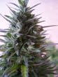 Nepal Mist Regular by ACE Seeds