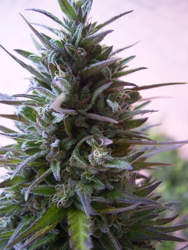 Nepal Mist Regular by ACE Seeds (4) Nepal Mist harvest detail