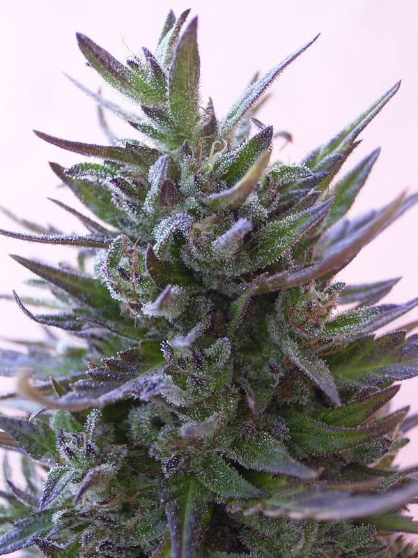 Nepal Mist Regular by ACE Seeds (5) Nepal Mist grow shot