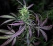 Nepal Mist Regular by ACE Seeds