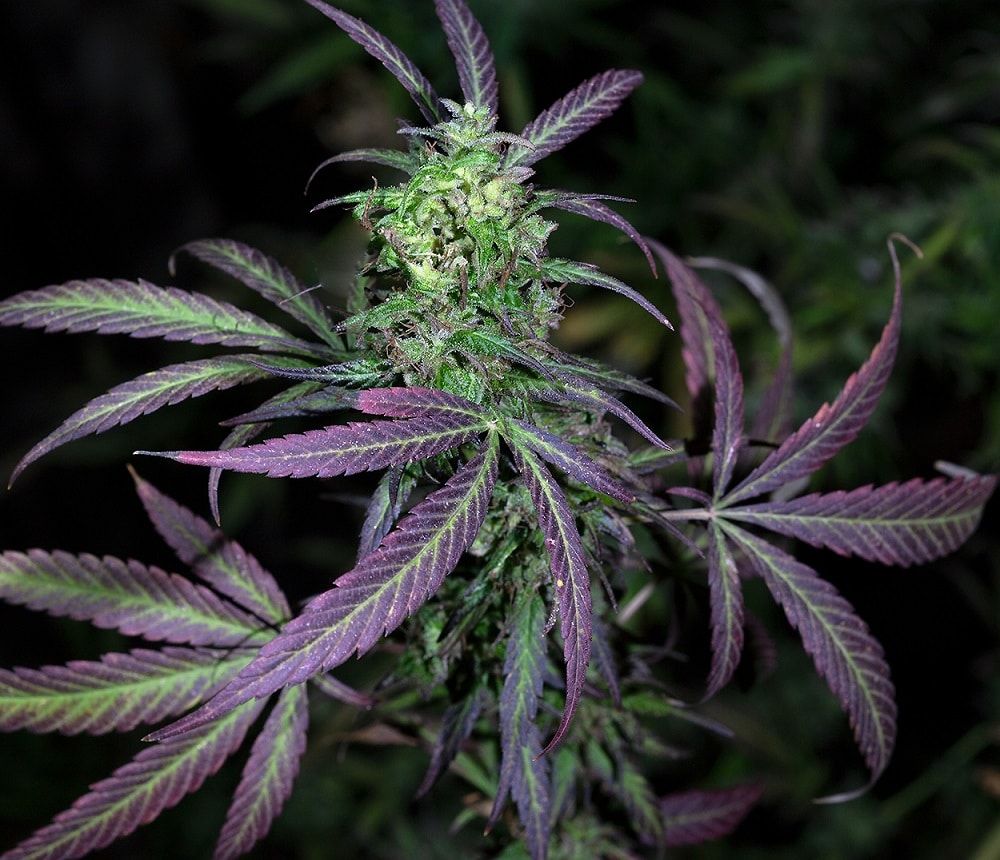 Nepal Mist Regular by ACE Seeds (6) Nepal Mist grow shot