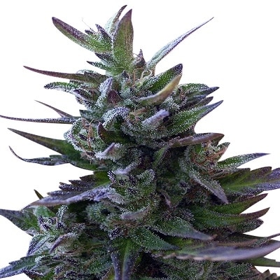 Nepal Mist Regular by ACE Seeds Nepal Mist Regular by ACE Seeds