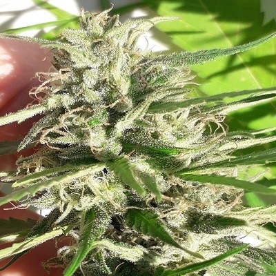 New Caledonia Regular by ACE Seeds New Caledonia Regular by ACE Seeds