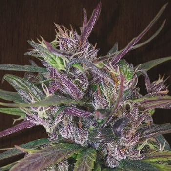 Oldtimers Haze Regular by ACE Seeds