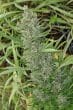 Orient Express Regular by ACE Seeds