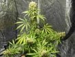 Orient Express Regular by ACE Seeds