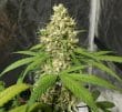 Orient Express Regular by ACE Seeds
