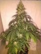 Orient Express Regular by ACE Seeds