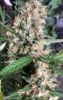 Orient Express Regular by ACE Seeds
