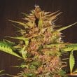 Pakistan Chitral Kush Regular by ACE Seeds