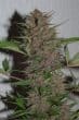 Pakistan Chitral Kush Regular by ACE Seeds