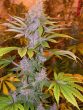 Pakistan Chitral Kush Regular by ACE Seeds