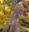 Pakistan Chitral Kush Regular by ACE Seeds