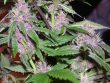Pakistan Chitral Kush Regular by ACE Seeds