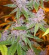 Pakistan Chitral Kush Regular by ACE Seeds