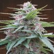 Panama Regular by ACE Seeds