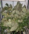 Panama x Bangi Haze Regular by ACE Seeds