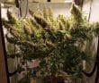 Panama x Bangi Haze Regular by ACE Seeds