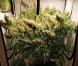 Panama x Bangi Haze Regular by ACE Seeds
