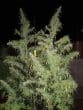 Panama x Bangi Haze Regular by ACE Seeds