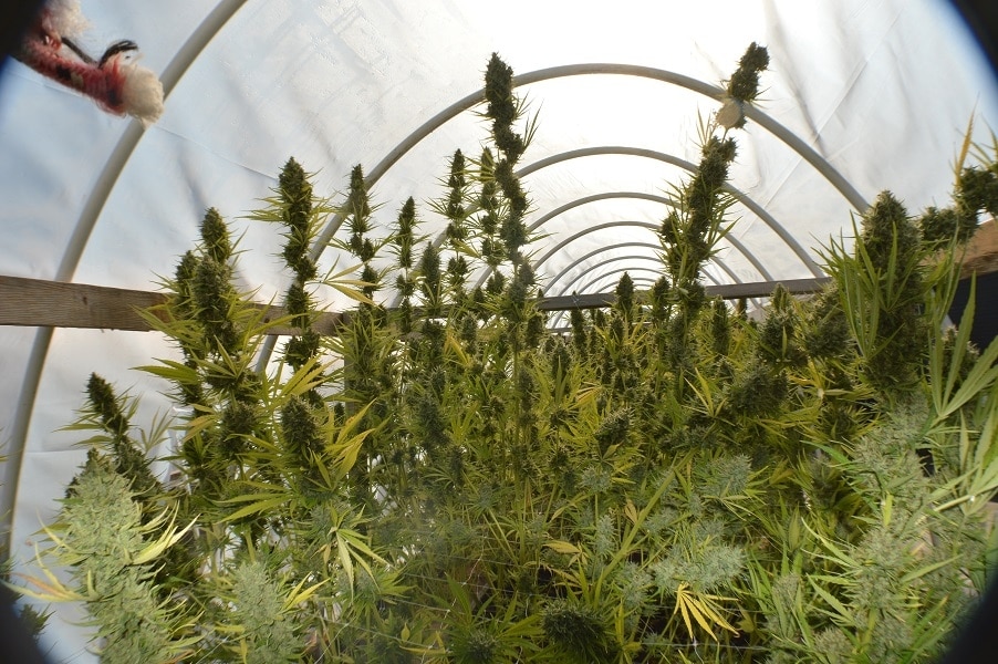 Panama x Malawi Feminized by ACE Seeds (2) Panama x Malawi bud detail