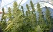 Panama x Malawi Feminized by ACE Seeds