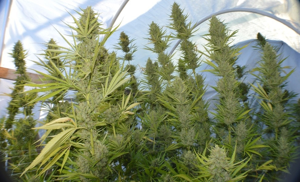 Panama x Malawi Feminized by ACE Seeds (3) Panama x Malawi plant in flower