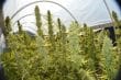 Panama x Malawi Feminized by ACE Seeds