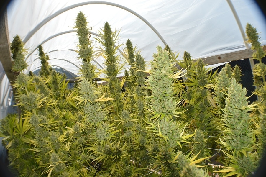 Panama x Malawi Feminized by ACE Seeds (4) Panama x Malawi harvest detail