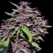 Panama x PCK Feminized by ACE Seeds